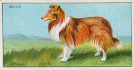 1924 Major Drapkin & Co. Dogs and Their Treatment #12 Collie Front