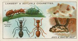 1930 Lambert & Butler Garden Life #1 Ants and Part of Nest Front
