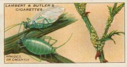 1930 Lambert & Butler Garden Life #2 Aphides, or Green-fly Front