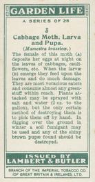 1930 Lambert & Butler Garden Life #3 Cabbage Moth, Larva and Pupa Back