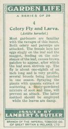 1930 Lambert & Butler Garden Life #4 Celery Fly and Larva Back