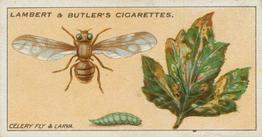 1930 Lambert & Butler Garden Life #4 Celery Fly and Larva Front