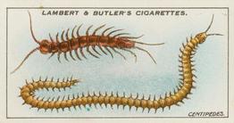 1930 Lambert & Butler Garden Life #5 Centipedes Front