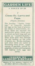 1930 Lambert & Butler Garden Life #7 Crane-fly, Larva and Pupa Back