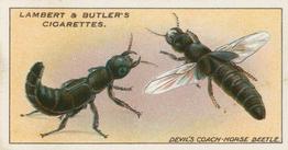 1930 Lambert & Butler Garden Life #8 Devil’s Coach-Horse Beetle Front