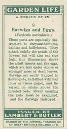1930 Lambert & Butler Garden Life #9 Earwigs and Eggs Back