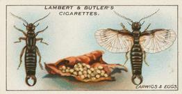 1930 Lambert & Butler Garden Life #9 Earwigs and Eggs Front