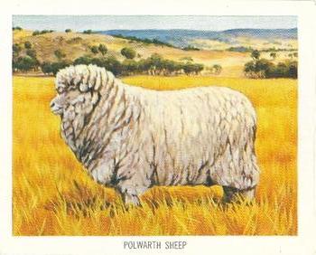 1968 Nabisco Australia's Animal Wealth #1 Merino Ram Front