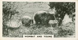 1934 Major Drapkin & Co. Life at Whipsnade Zoo #1 Wombat and Young Front