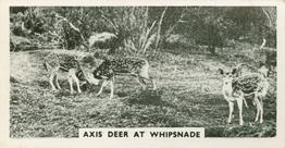 1934 Major Drapkin & Co. Life at Whipsnade Zoo #2 Axis Deer at Whipsnade Front