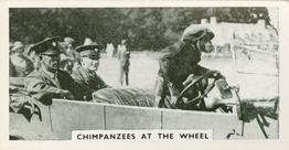 1934 Major Drapkin & Co. Life at Whipsnade Zoo #4 Chimpanzees at the Wheel Front