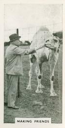 1934 Major Drapkin & Co. Life at Whipsnade Zoo #5 Making Friends Front