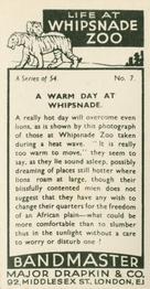 1934 Major Drapkin & Co. Life at Whipsnade Zoo #7 A Warm Day at Whipsnade Back