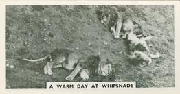 1934 Major Drapkin & Co. Life at Whipsnade Zoo #7 A Warm Day at Whipsnade Front