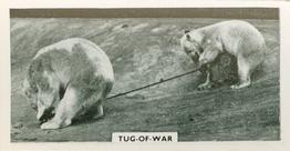1934 Major Drapkin & Co. Life at Whipsnade Zoo #10 Tug-of-War Front