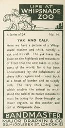 1934 Major Drapkin & Co. Life at Whipsnade Zoo #14 Yak and Calf Back