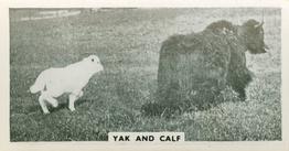 1934 Major Drapkin & Co. Life at Whipsnade Zoo #14 Yak and Calf Front