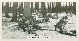 1934 Major Drapkin & Co. Life at Whipsnade Zoo #16 A Wintry Scene Front