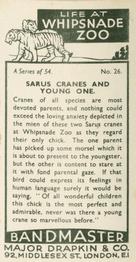 1934 Major Drapkin & Co. Life at Whipsnade Zoo #26 Sarus Cranes and Young One Back