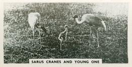 1934 Major Drapkin & Co. Life at Whipsnade Zoo #26 Sarus Cranes and Young One Front