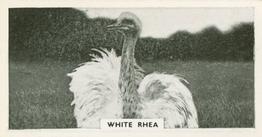 1934 Major Drapkin & Co. Life at Whipsnade Zoo #31 White Rhea Front