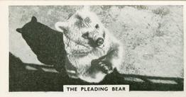 1934 Major Drapkin & Co. Life at Whipsnade Zoo #33 The Pleading Bear Front