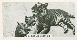 1934 Major Drapkin & Co. Life at Whipsnade Zoo #35 A Proud Mother Front