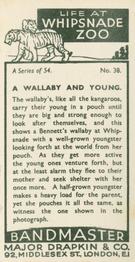 1934 Major Drapkin & Co. Life at Whipsnade Zoo #38 A Wallaby and Young Back