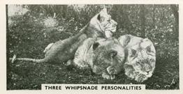 1934 Major Drapkin & Co. Life at Whipsnade Zoo #39 Three Whipsnade Personalities Front