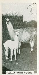 1934 Major Drapkin & Co. Life at Whipsnade Zoo #45 Llama with Young Front