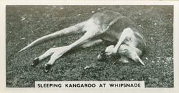 1934 Major Drapkin & Co. Life at Whipsnade Zoo #48 Sleeping Kangaroo at Whipsnade Front