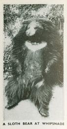 1934 Major Drapkin & Co. Life at Whipsnade Zoo #49 A Sloth Bear at Whipsnade Front
