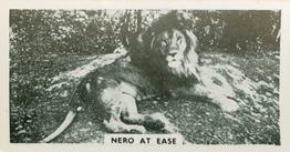 1934 Major Drapkin & Co. Life at Whipsnade Zoo #51 Nero at Ease Front