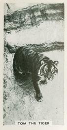 1934 Major Drapkin & Co. Life at Whipsnade Zoo #52 Tom the Tiger Front