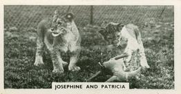 1934 Major Drapkin & Co. Life at Whipsnade Zoo #54 Josephine and Patricia Front