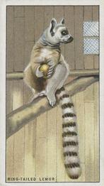 1924 Morris's Animals at the Zoo #1 Ring-tailed Lemur Front