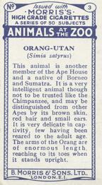 1924 Morris's Animals at the Zoo #3 Orangutan Back