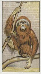 1924 Morris's Animals at the Zoo #3 Orangutan Front