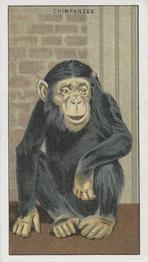 1924 Morris's Animals at the Zoo #4 Chimpanzee Front