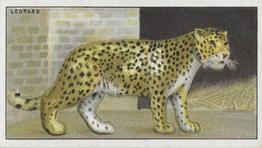 1924 Morris's Animals at the Zoo #7 Leopard Front