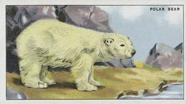 1924 Morris's Animals at the Zoo #12 Polar Bear Front