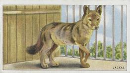 1924 Morris's Animals at the Zoo #13 Jackal Front