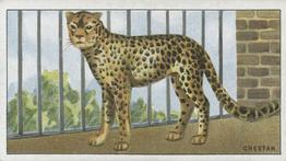 1924 Morris's Animals at the Zoo #17 Cheetah Front