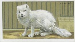1924 Morris's Animals at the Zoo #18 Arctic Fox Front