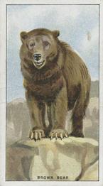 1924 Morris's Animals at the Zoo #19 Brown Bear Front