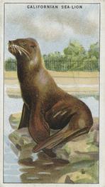 1924 Morris's Animals at the Zoo #20 California Sea Lion Front