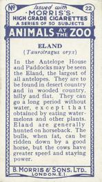 1924 Morris's Animals at the Zoo #22 Eland Back