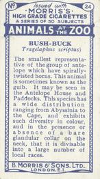 1924 Morris's Animals at the Zoo #24 Bush-buck Back