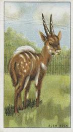 1924 Morris's Animals at the Zoo #24 Bush-buck Front