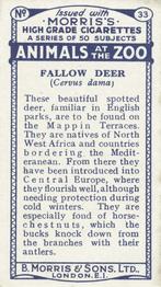 1924 Morris's Animals at the Zoo #33 Fallow Deer Back